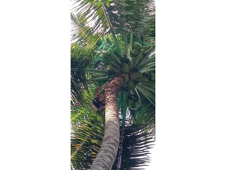 Coconut Tree Net Fixing in Bangalore | Call "Menorah CocoNets" - 6362539199