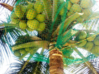 Coconut Safety Net Near Me in Bangalore | Call "Menorah CocoNets" - 6362539199