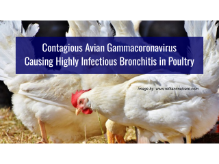 Avian Gammacoronavirus: Highly Contagious Poultry Bronchitis