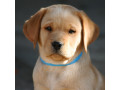 labrador-retriever-puppies-for-sale-in-pune-small-4