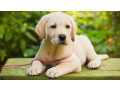 labrador-retriever-puppies-for-sale-in-pune-small-1