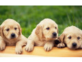 labrador-retriever-puppies-for-sale-in-pune-small-2