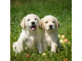 labrador-retriever-puppies-for-sale-in-pune-small-3