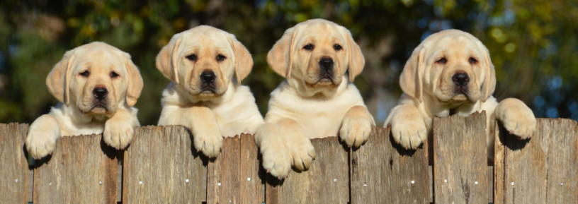 labrador-retriever-puppies-for-sale-in-pune-big-0