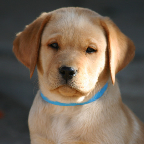 labrador-retriever-puppies-for-sale-in-pune-big-4