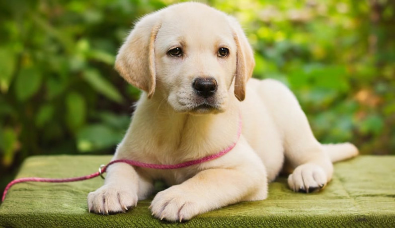 labrador-retriever-puppies-for-sale-in-pune-big-1