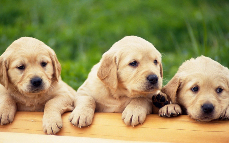 labrador-retriever-puppies-for-sale-in-pune-big-2