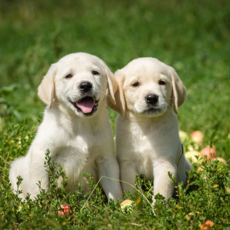 labrador-retriever-puppies-for-sale-in-pune-big-3
