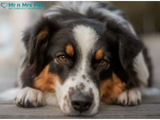 Affordable Dog Boarding Services in Chennai - Mr n Mrs Pet